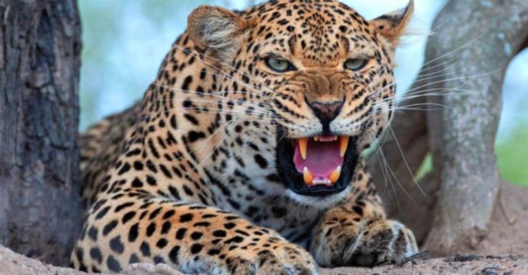 गुलदार के हमले से दहशत, श्रीनगर में युवक पर किया हमला
