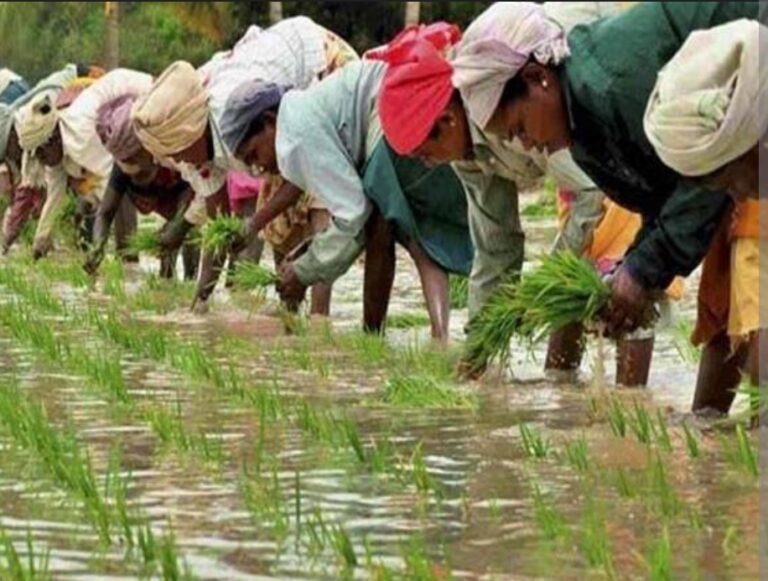 सूबे में सामूहिक खेती से आबाद हो रहे बंजर खेत