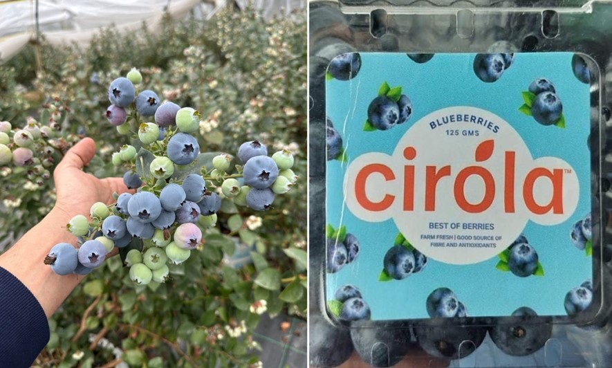 India’s berry aisle is getting a home-grown makeover